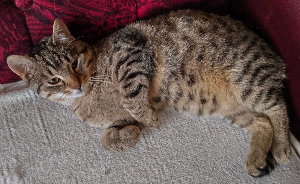 Młody kocurek szuka domu. Zaszczepiony i odrobaczony