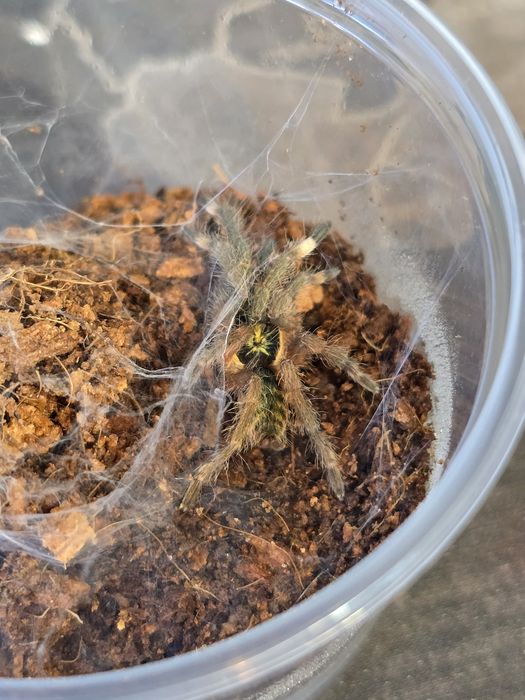 C. elegans, N. incei HET