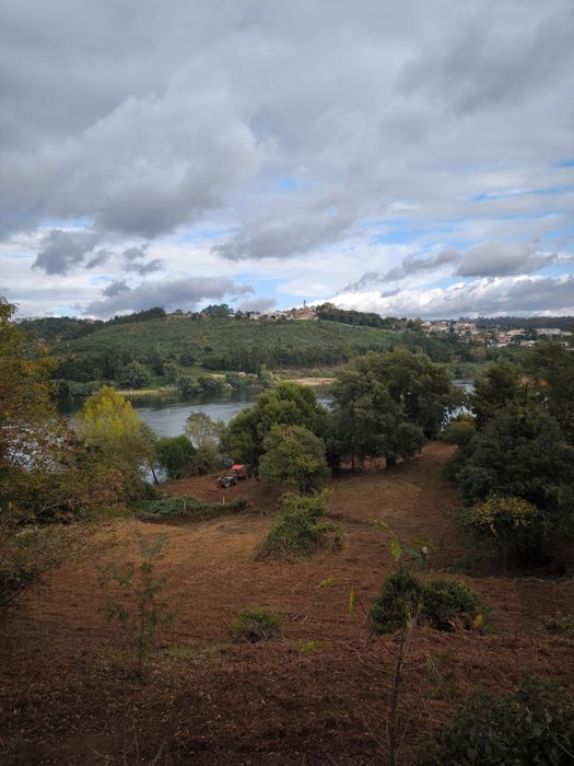 Limpeza e desmatação de terrenos