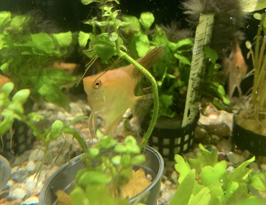 Skalar Bulgarian Orange