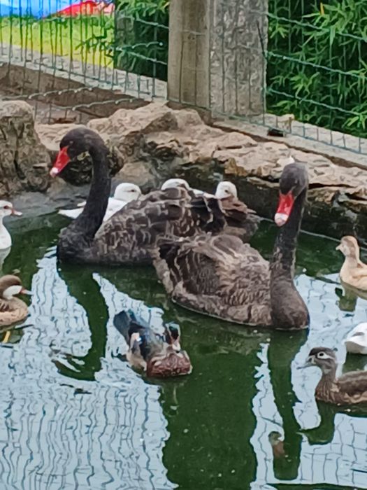 Tenho cisnes pretos e vários patos disponíveis