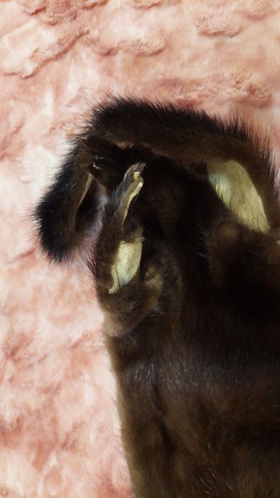 Продам шкурку норки