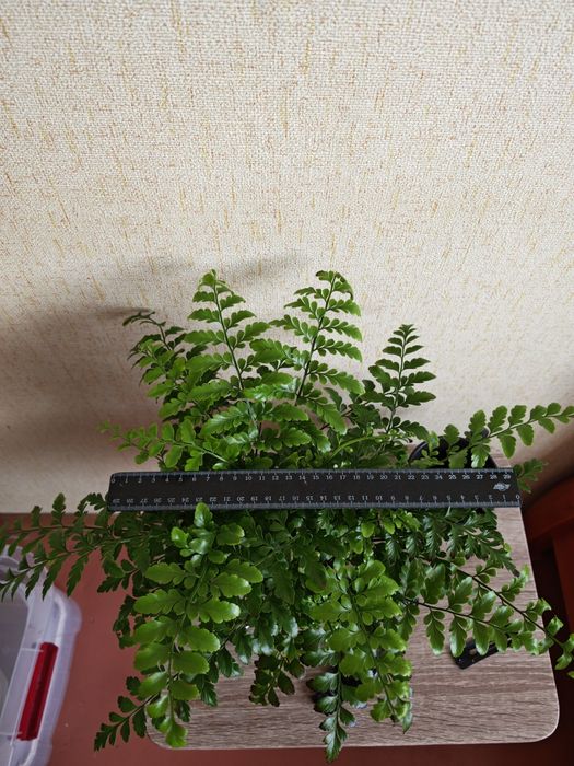 Продам Аспленіум Парваті - живородяща папорть