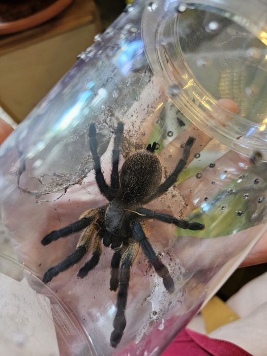 Monocentropus balfouri samice 5,5DC