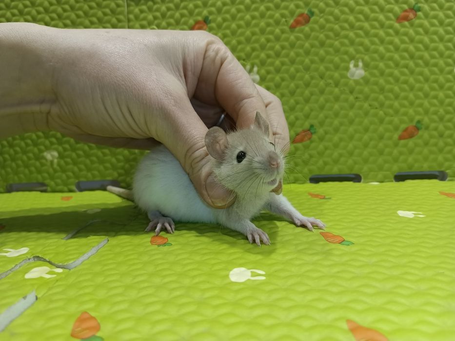 Криски дамбо,криса дамбо,крисятко дамбо