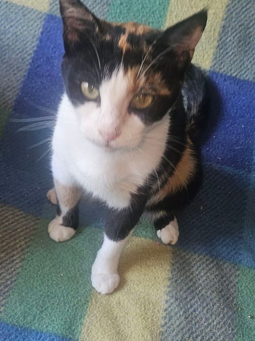 Отдам даром в добрые руки трехцветную кошечку