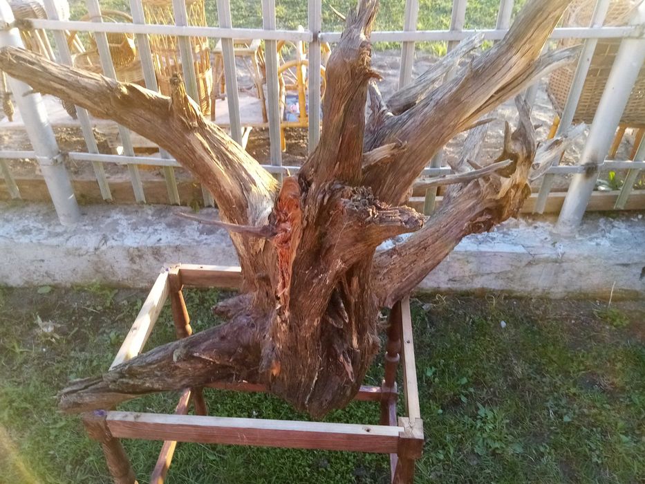Korzeń Karp Duży wys.105cm / szer 140cm / głęboki 95 cm. do akwa