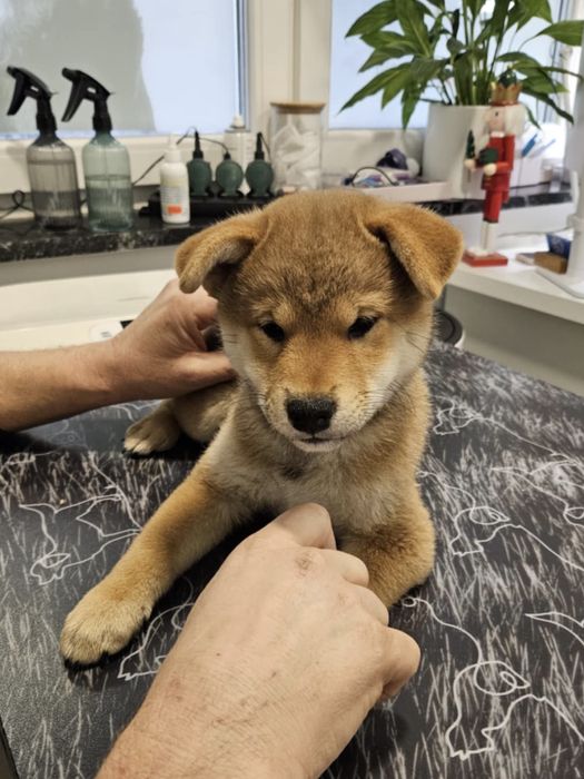 Shiba Inu - dziewczynka ZKwP FCI gotowa do odbioru