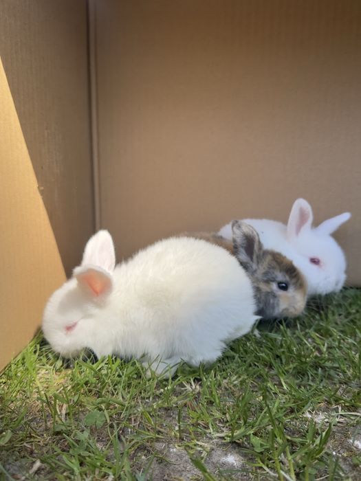 Kroliki miniaturowe mini lop