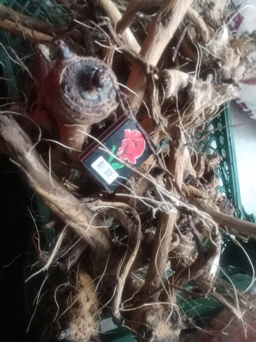 Сирий корінь оману , дев'ясил.