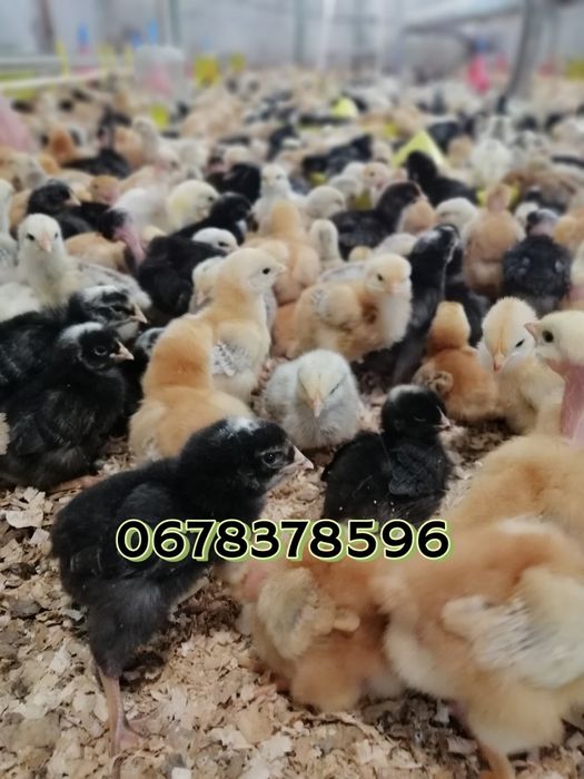 Підрощені курчата