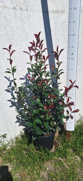 Photinia Red Robin - Carre Rouge - 50CM/100CM/150CM/200CM Alt.