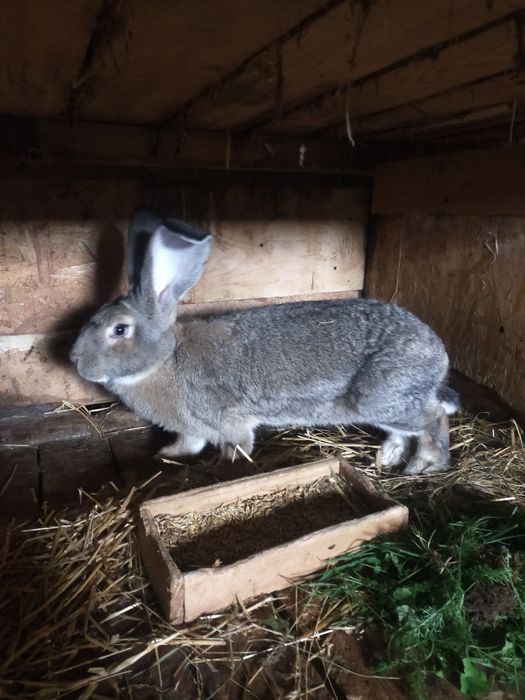 Młode krolice rasy duże