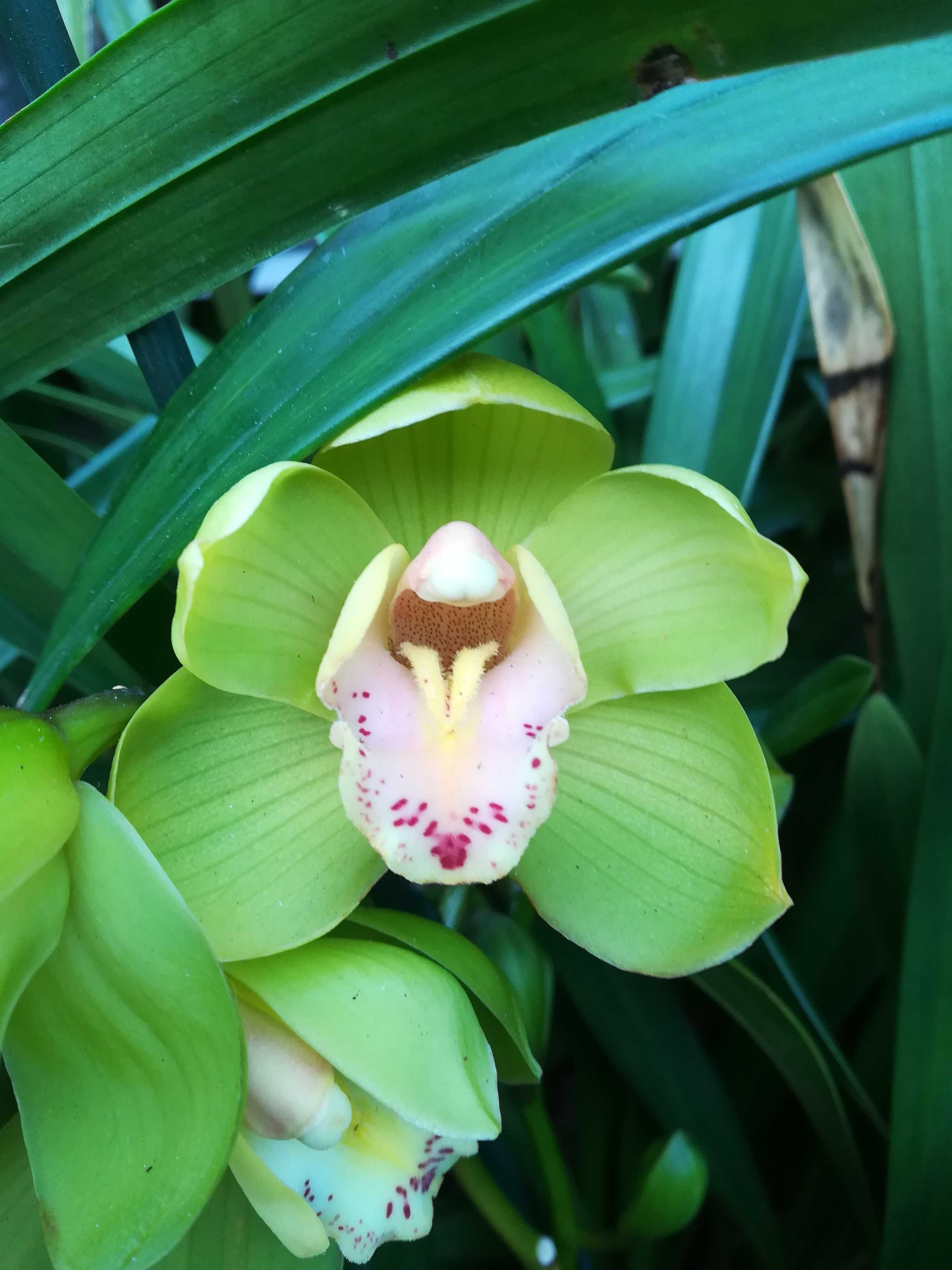 Orquídea verde sem flor - LER DESCRIÇÃO Pombal • OLX Portugal