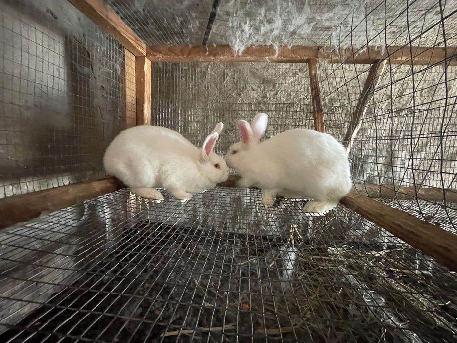 Кролі великі і малі