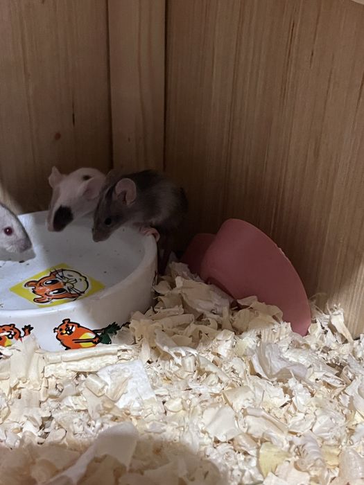 Młode myszki PILNE!