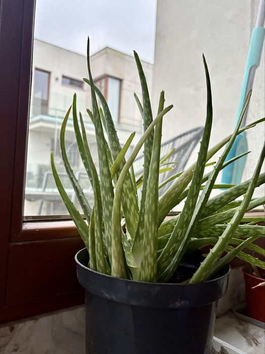 Aloes aloe vera 40cm w doniczce