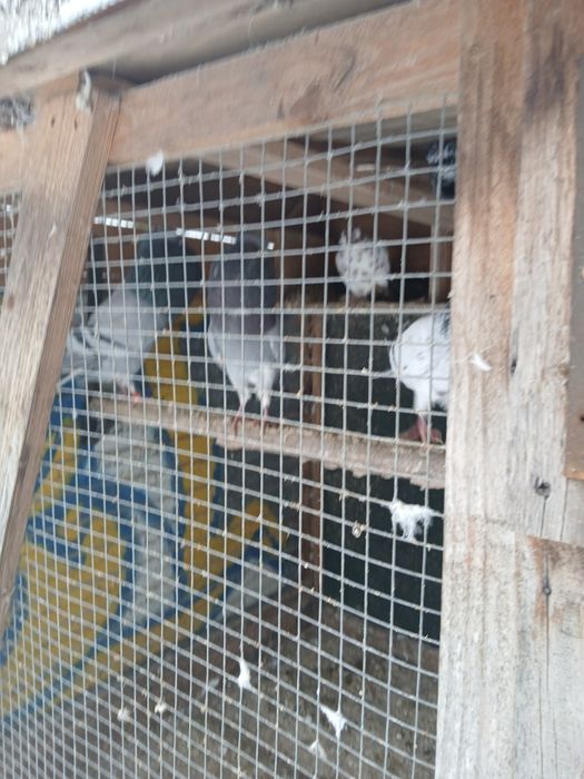 Gołębnik ogrodowy wraz z gołębiami ozdobnymi