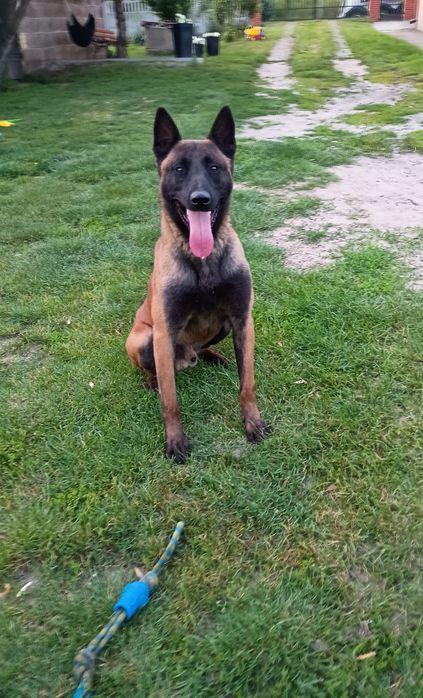 Owczarek Belgijski Malinois