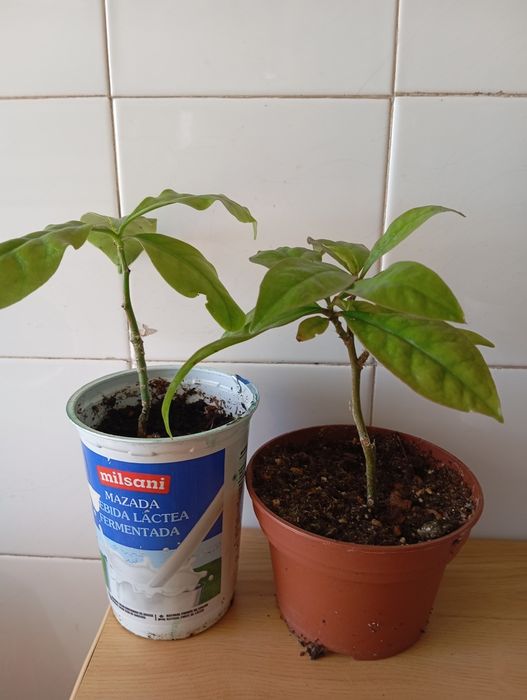 Planta ora pro nobis