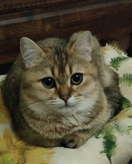 Британський котик, золота шиншила,bri ny 11wct