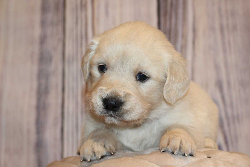 Piesek Golden retriever ZKwP FCI