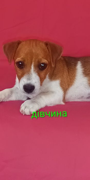 Джек Рассел тер'єр пітомнік