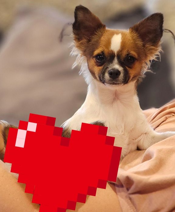 Chihuahua długowłosy  chłopiec