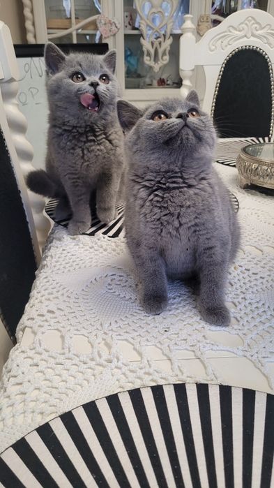 Kotka, kocurek, kocięta Brytyjskie FPL/FIFE