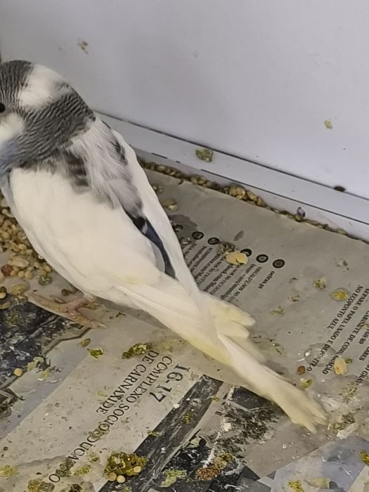 Periquitos  Australianos