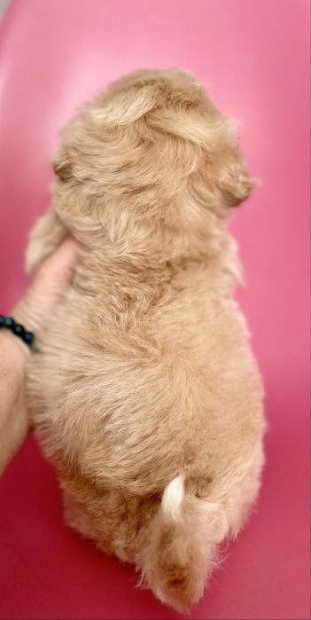 Maltipoo f1•sunia