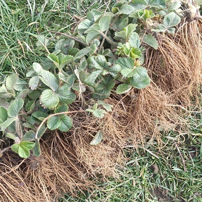 60 szt sadzonek z ogrodu