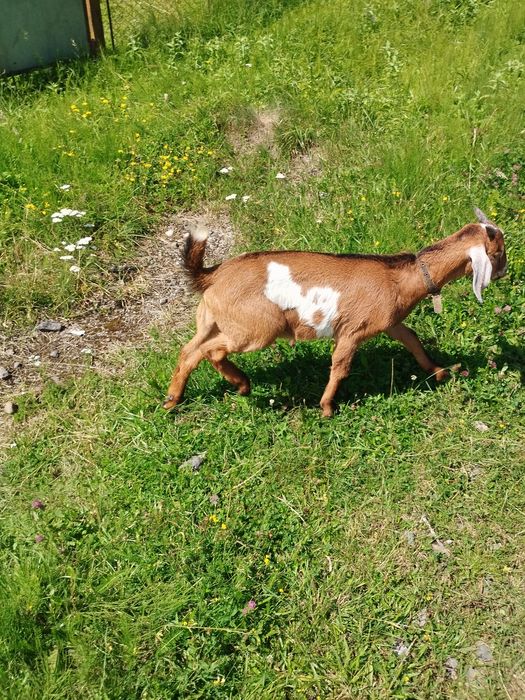 Цапик-нубієць 2000 грн