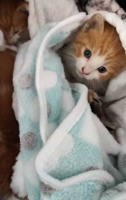 Gatinhos machos e fêmeas