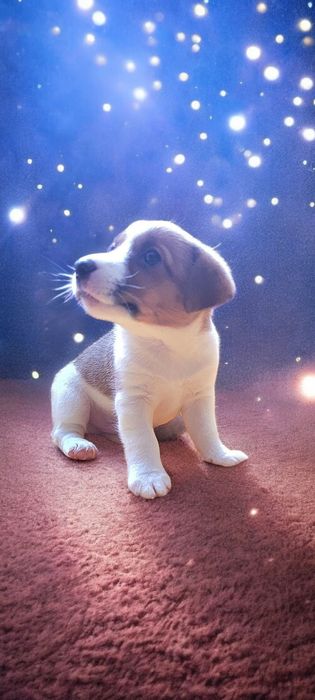 Шикарні  малюки !