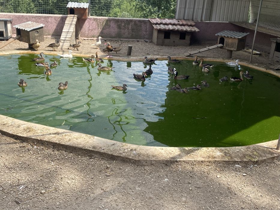 Vendo patos exoticos varias mutacoes