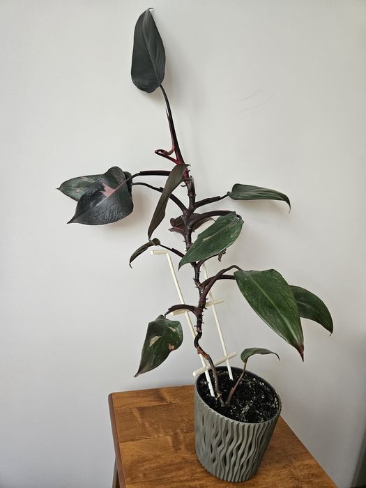 Philodendron Pink Princess