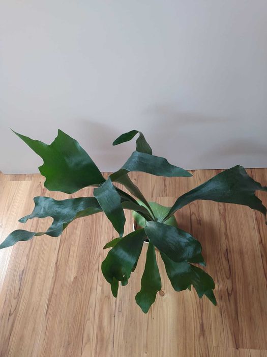 Piękne "łosie rogi"/płaskla (z rodzaju Platycerium), roślina pokojowa