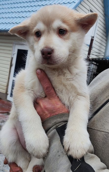 Аляскинский маламут -