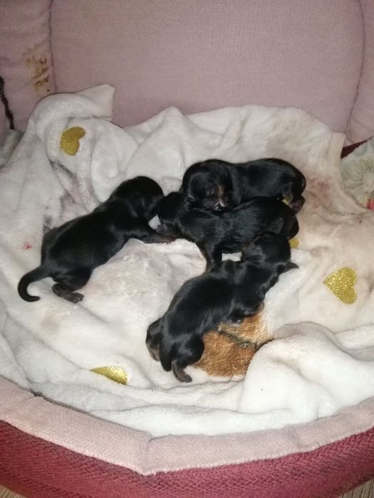 Вязка Йорк Мальчик мини