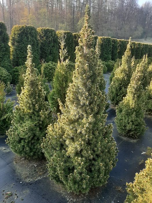 Świerk biały 'Conica' konika  (Picea glauca) od 20 do 110 cm kopany z gruntu