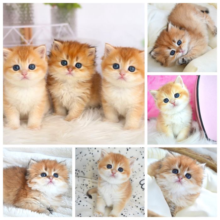 Британська золота шиншила