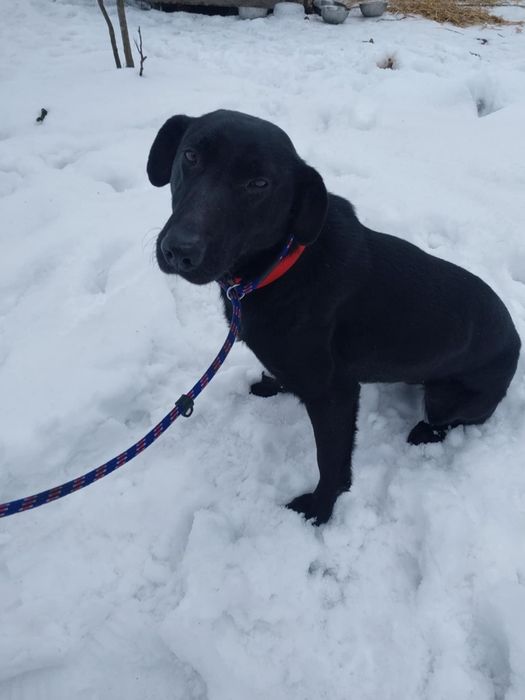 Wysterylizowana bezdomna sunia