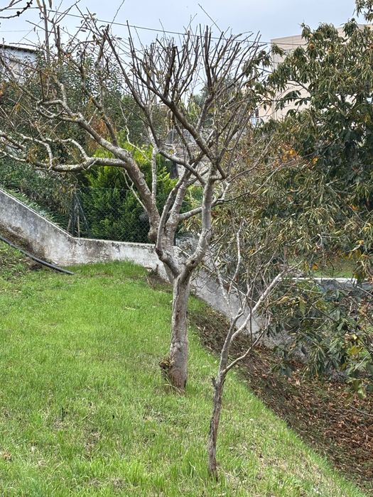 Conjunto de árvores de fruta