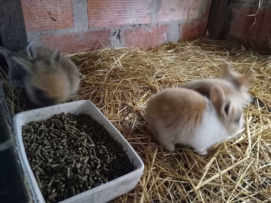 Coelhos anões Lionhead (Cabeça de Leão)