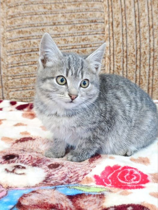 Подарую кошенят , два хлопчика і дівчинка