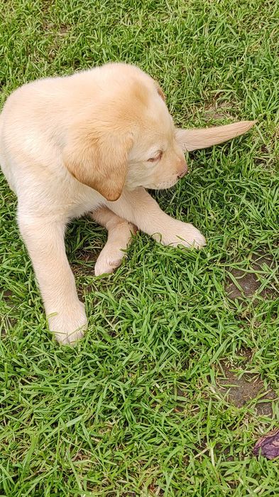 labrador szczeniak