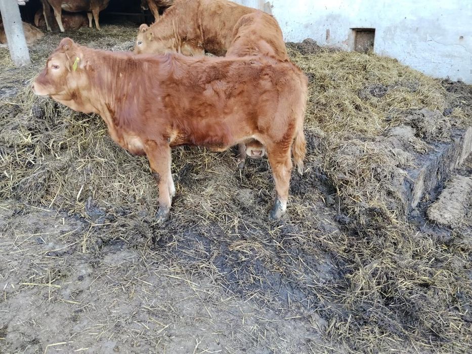 Sprzedam odsadki Limousine