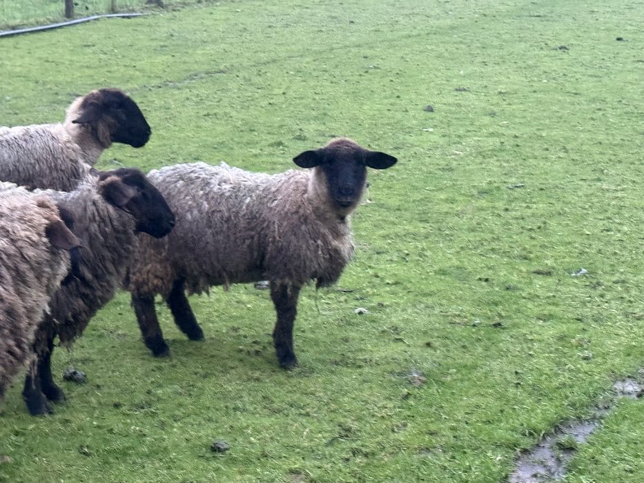 Ovelhas suffolk de 2024