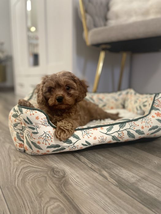 Cavapoo suczka slicznotka